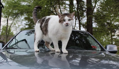 Whether on a car or not on a car, theres only one Henry Sites, and its this one. Well, there are probably more Henry Sites in the world, but this one is a cat. 